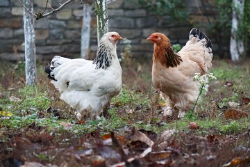 Naklejka na ściany i meble Brahma chickens roam freely in the garden 