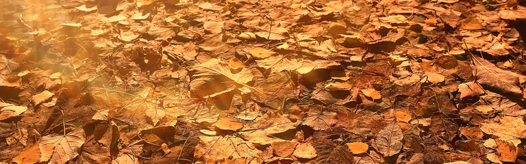 long narrow background autumn leaves