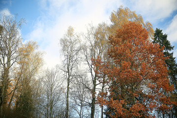 look up branches of autumn trees / abstract background, autumn landscape, yellow leaves on trees in the sky