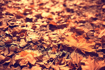 fallen leaves background / autumn background yellow leaves fallen from a tree