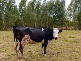 Black and white cow on a background of grass, birches and sky in summer