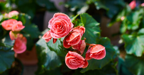 Blooming begonias in the garden. Bright pink flowers, wax begonia. Decorative plant close-up.