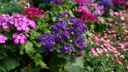 Obraz premium Beautiful flower summer garden. Natural flowers in garden background. Garden flower part. Spring blooming flowers.