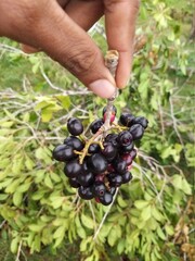 Black Plum (Wild Fruits) sri lanka