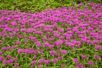 ベルガモット（ハーブ）