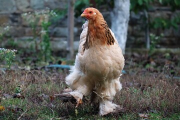 Free renge chickens in the garden of the Brahma breed. Chicken freedom.