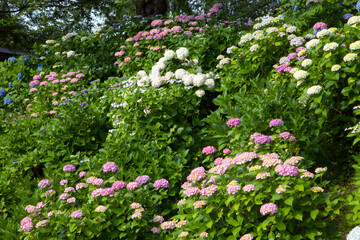 幸手権現堂公園　アジサイ