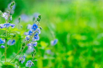 Blue flowers (Veronica chamaedrys) in a forest glade. Natural floral background with delicate wildflowers