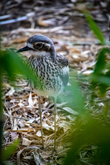 Eastern Curlew