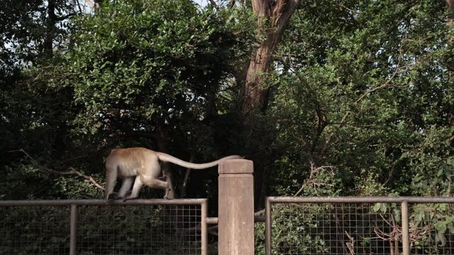 Morning activities of wild monkeys

