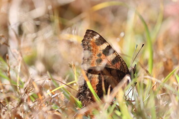 butterfly on grass