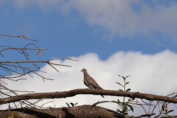 bird on a branch