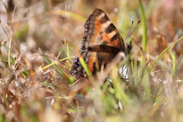 butterfly on grass