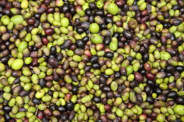 olive oil harvest in Italy - autumn 2020 season