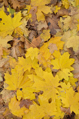 Naklejka na ściany i meble Background of autumn maple leaves. Red fallen leaves.