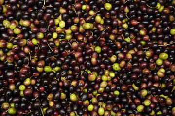 olive oil harvest in Italy - autumn 2020 season