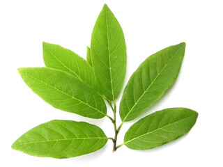 green sugar apple tree leaves isolated on white background