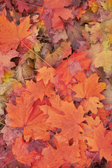 Naklejka na ściany i meble Background of autumn maple leaves. Red fallen leaves.