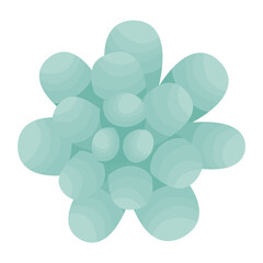 Succulent. Top view. Isolated on white background. Vector illustration.