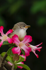 Bird perched on a flower