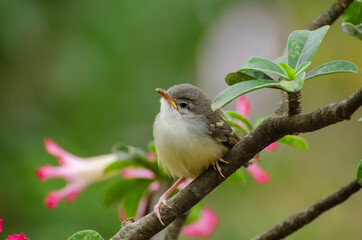 Bird perched on a flower