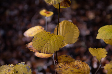 Couleurs d'automne 9
