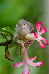 Bird perched on a flower