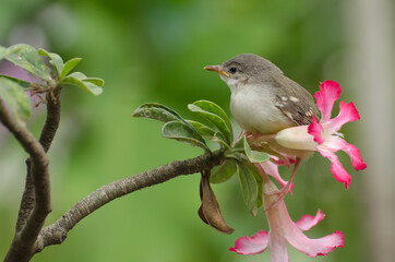 Bird perched on a flower