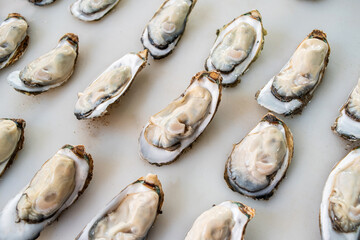 Zhanjiang oysters in the aquatic market