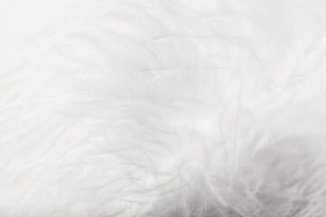 Fototapeta na wymiar White feather of bird for background image