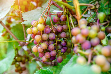ripening green grapes hanging on the branches of grapes

