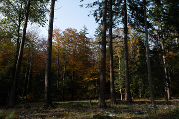 Forêt d'automne 6