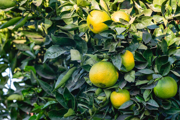 Unripe organic oranges on orange tree in the garden. Orange tree bearing full grown fruits.