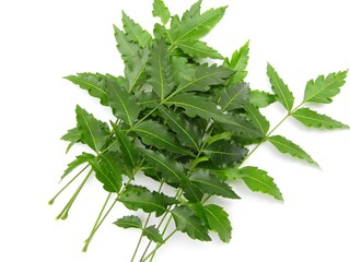 Neem leaves on white background