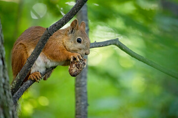 A cute little squirrel nibbles on a fir cone. Wild forest animal in its natural habitat.
