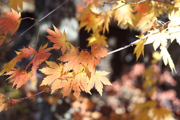 Autumn maple 