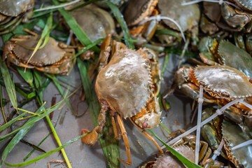 Fototapeta premium Specialty cream crab in Nansha, Guangzhou, China