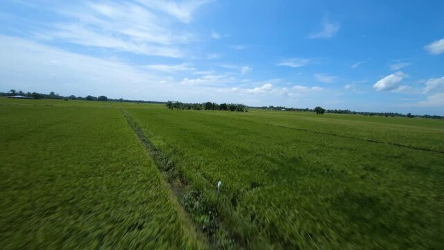 fast movement of aerial drone shot of green paddy field