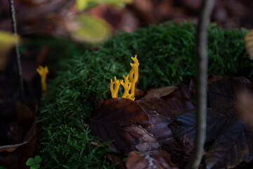Champignon 23