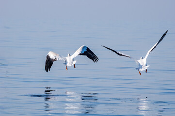 American White Pelicans (Pelecanus erythrorhynchos) on Salton Sea, Imperial Valley, California, USA
