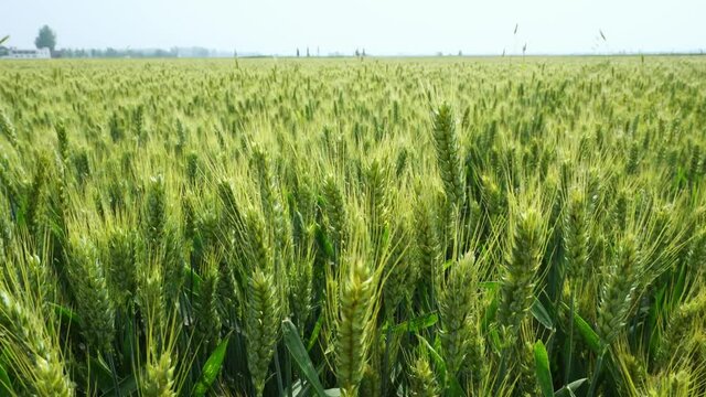 Panorama of green wheat field, Henan in China