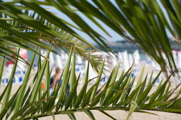 Palm branches close up on a sandy beach background