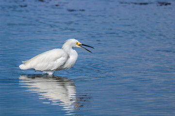 Fototapeta na wymiar Snowy Egret (Egretta thula) in Malibu lagoon, California, USA