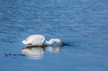 Snowy Egret (Egretta thula) in Malibu lagoon, California, USA