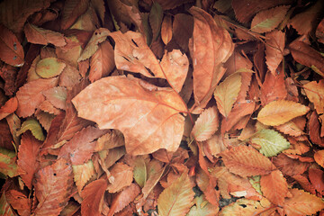 Fallen autumnal leaves