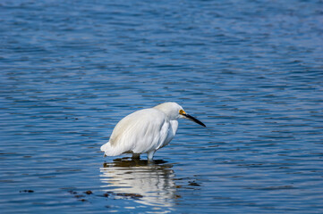 Snowy Egret (Egretta thula) in Malibu lagoon, California, USA