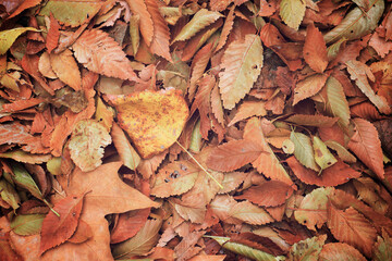 Fallen autumnal leaves