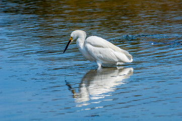 Snowy Egret (Egretta thula) in Malibu lagoon, California, USA