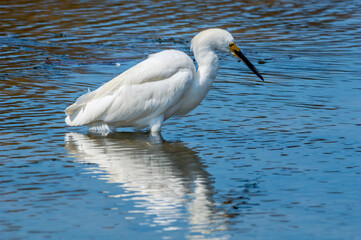 Snowy Egret (Egretta thula) in Malibu lagoon, California, USA