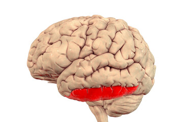 Human brain with highlighted inferior temporal gyrus